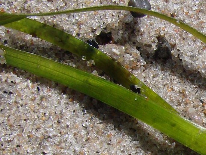 Zostera marina