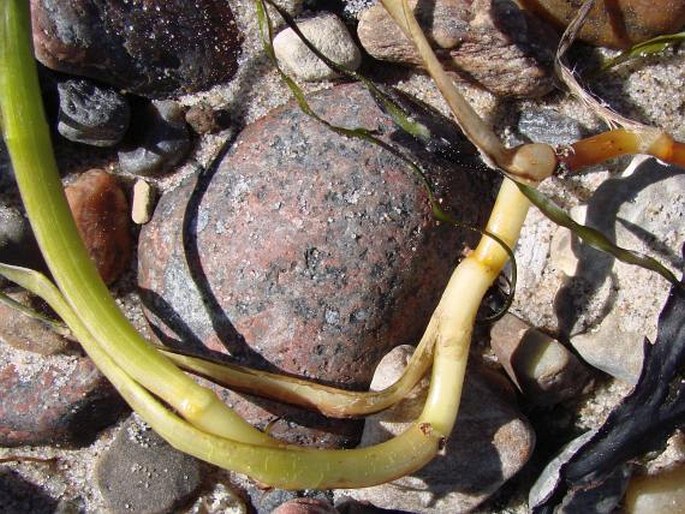 Zostera marina