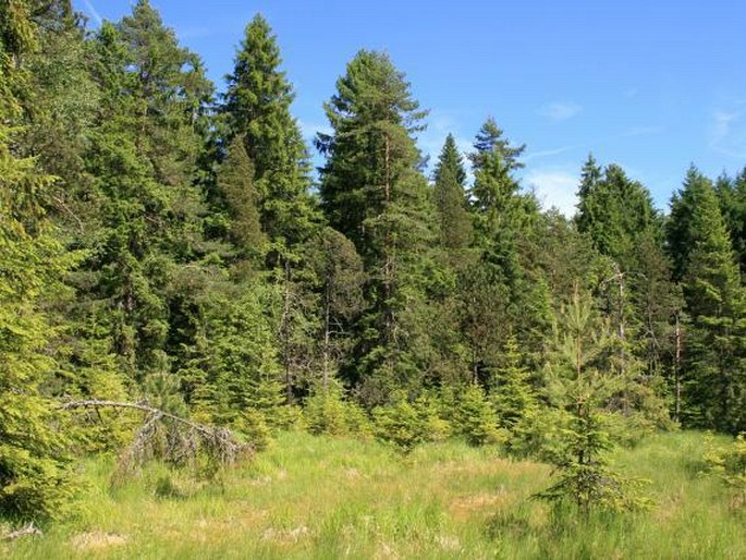 Smrčiny, Ztracený rybník – přírodní rezervace