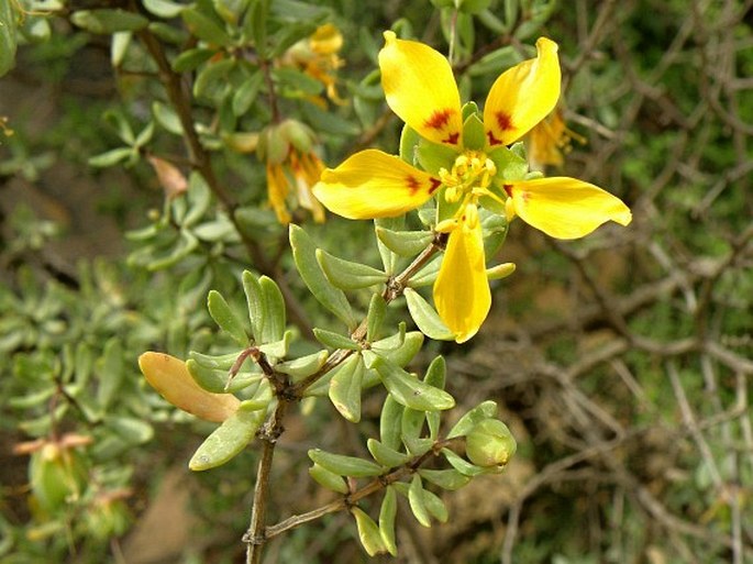 ZYGOPHYLLUM DEBILE Cham. - kaciba