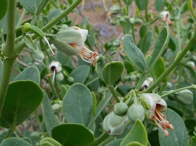 Zygophyllum fabago