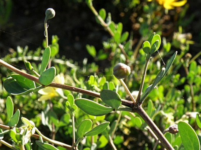 Zygophyllum lichtensteinianum