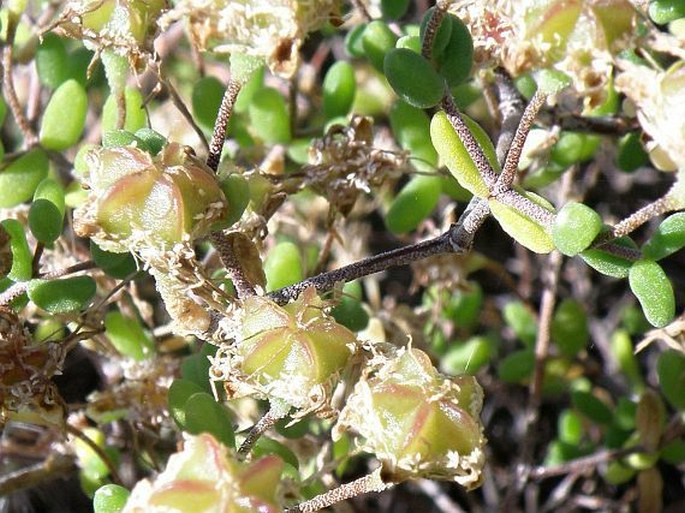 Zygophyllum chrysopteron