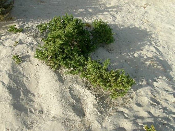 Zygophyllum qatarense