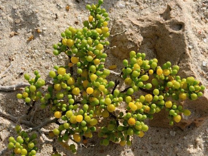 Zygophyllum qatarense