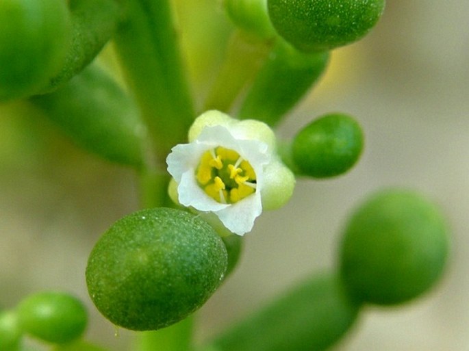 Zygophyllum qatarense