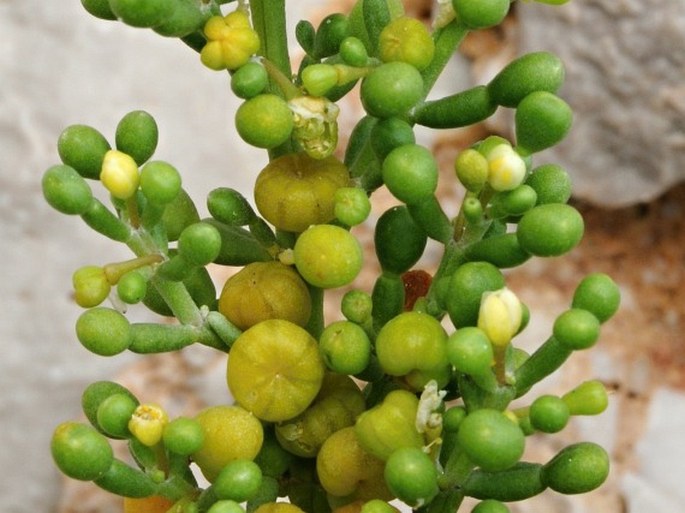 Zygophyllum qatarense