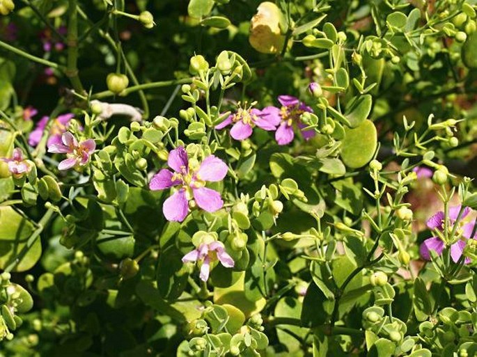 Zygophyllum robecchii