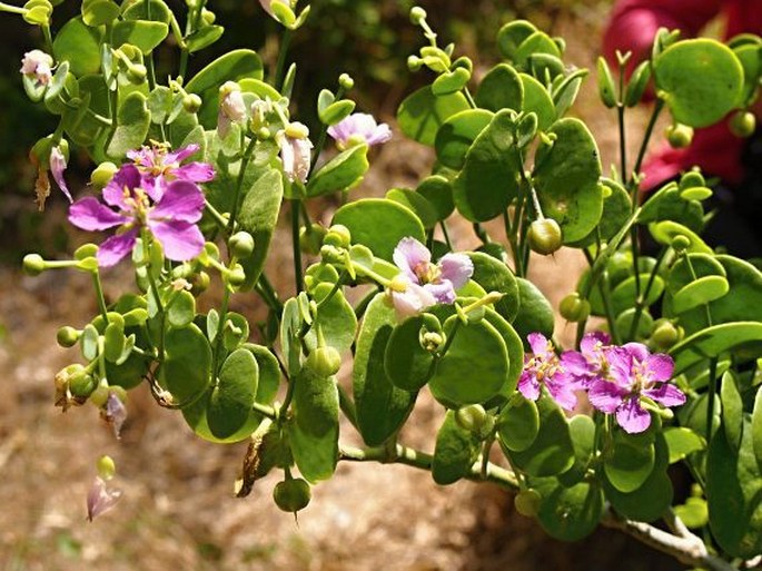 Zygophyllum robecchii