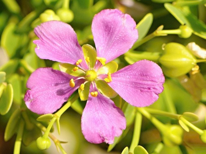 Zygophyllum robecchii