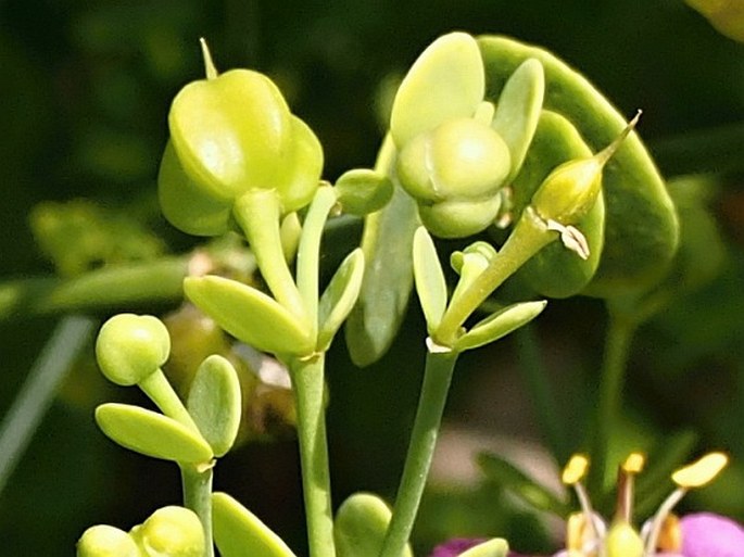 Zygophyllum robecchii