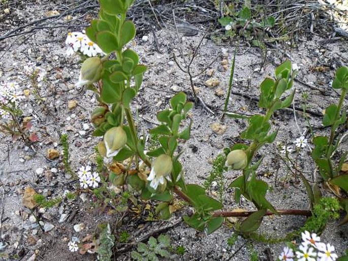 ZYGOPHYLLUM SESSILIFOLIUM L. – kaciba