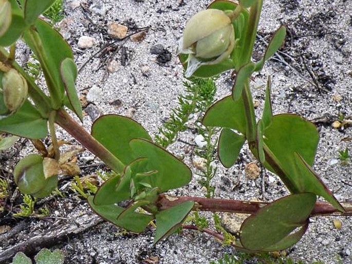 Zygophyllum sessilifolium