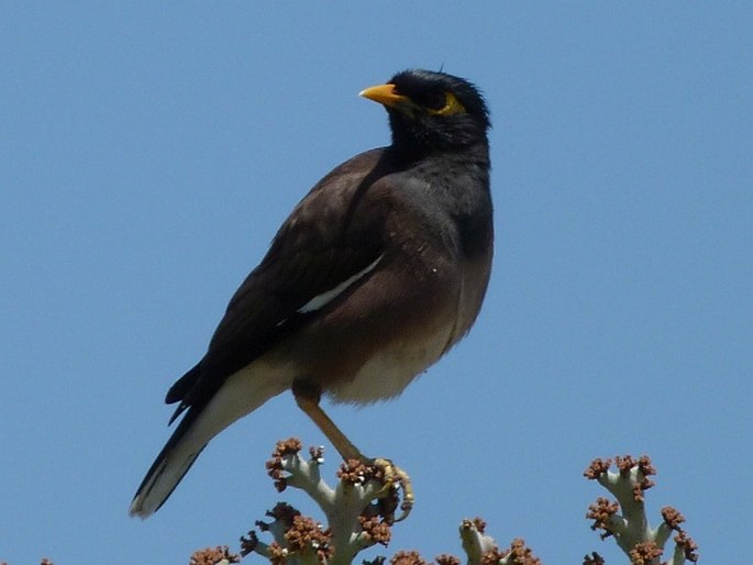 Acridotheres tristis, majna obecná