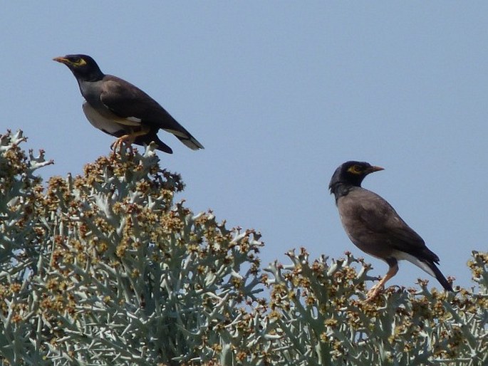 Acridotheres tristis, majna obecná