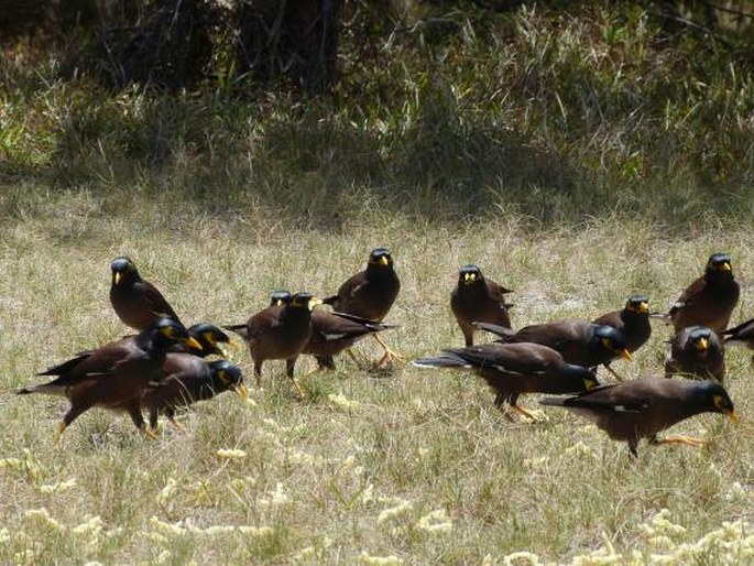 Acridotheres tristis, majna obecná