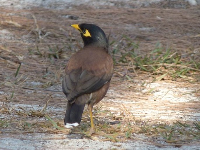 Acridotheres tristis, majna obecná