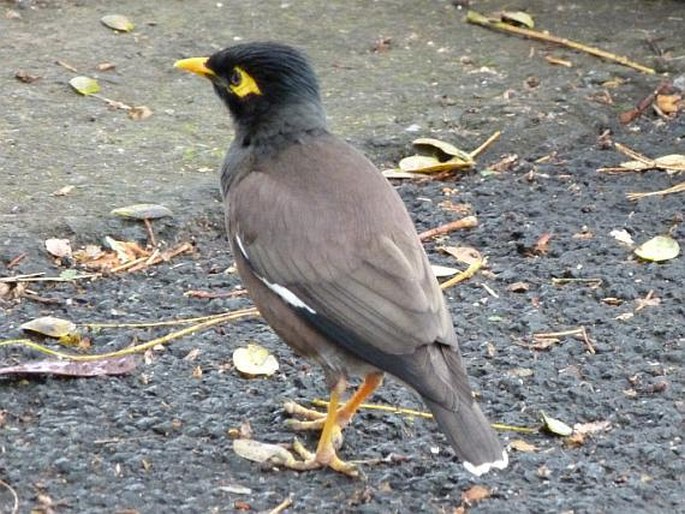 Acridotheres tristis, majna obecná