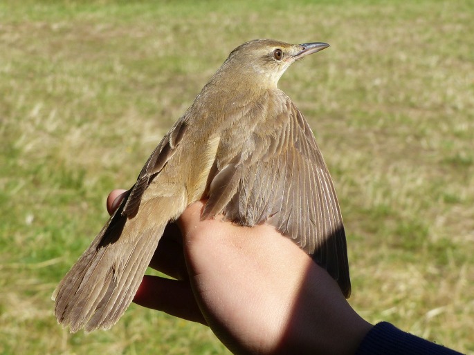 Acrocephalus arundinaceus, rákosník velký