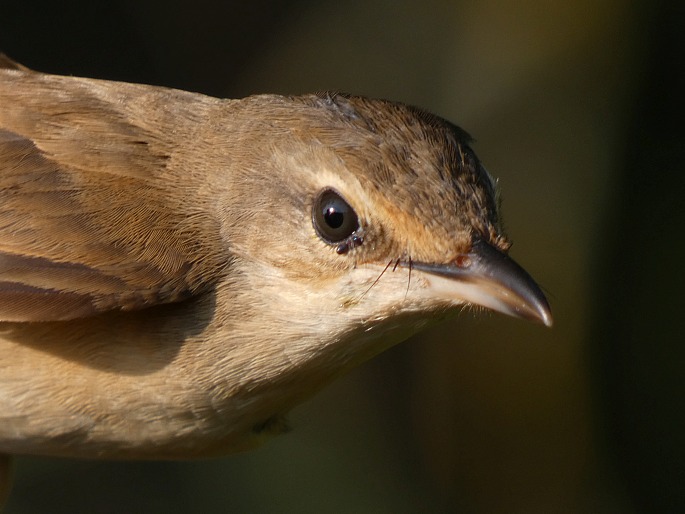 Acrocephalus arundinaceus, rákosník velký