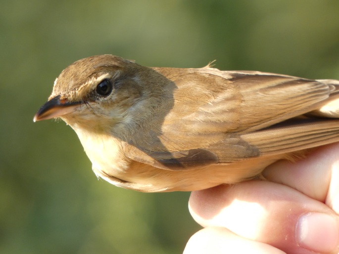 Acrocephalus arundinaceus, rákosník velký