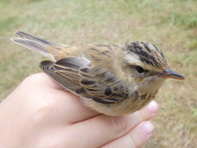 Acrocephalus schoenobaenus, rákosník proužkovaný