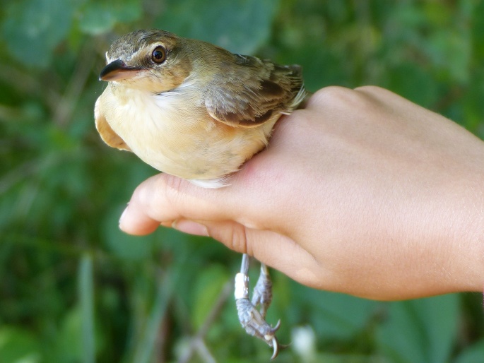 Acrocephalus schoenobaenus, rákosník proužkovaný