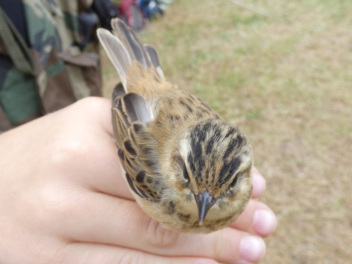 Acrocephalus schoenobaenus, rákosník proužkovaný