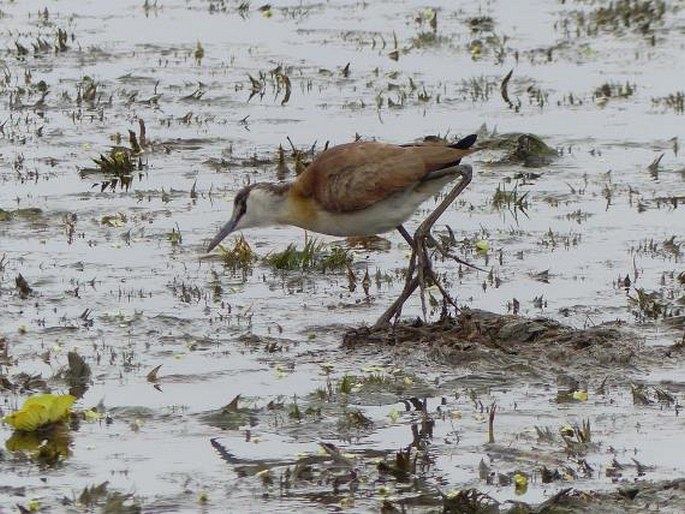 Actophilornis africanus, ostnák africký