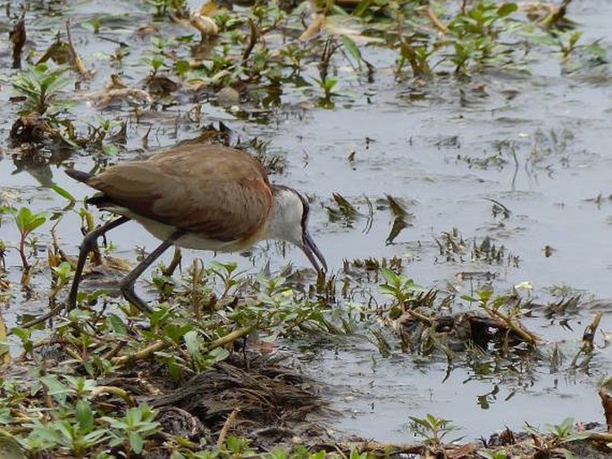 Actophilornis africanus, ostnák africký