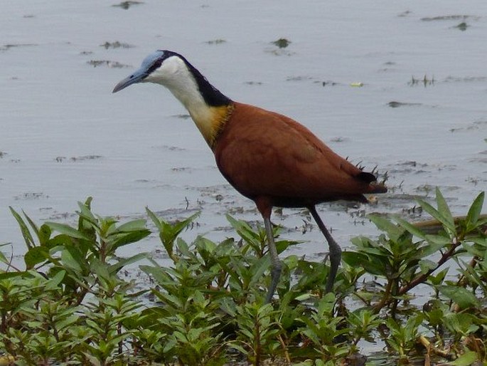 Actophilornis africanus, ostnák africký