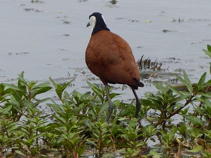 Actophilornis africanus, ostnák africký