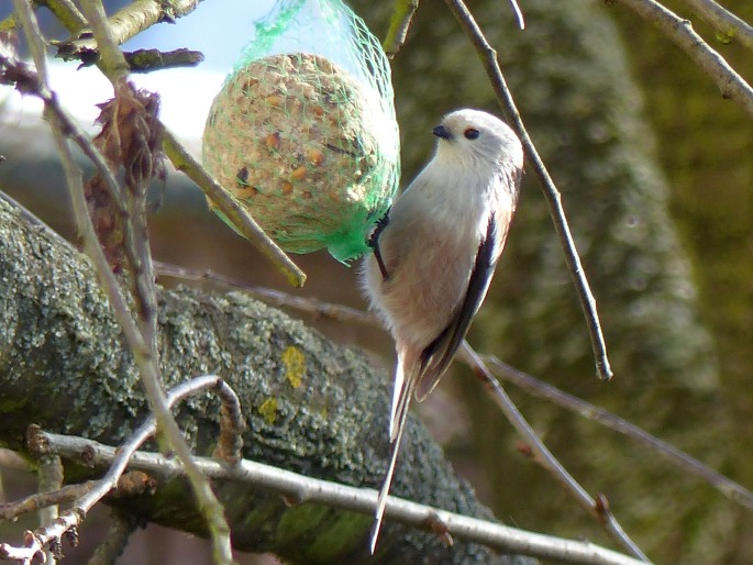 Aegithalos caudatus, mlynařík dlouhoocasý