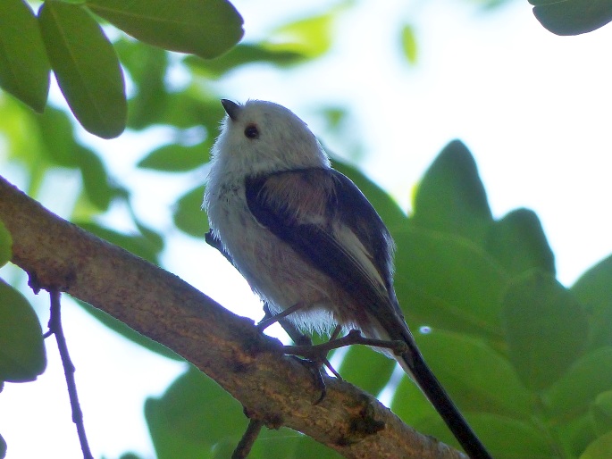 Aegithalos caudatus, mlynařík dlouhoocasý