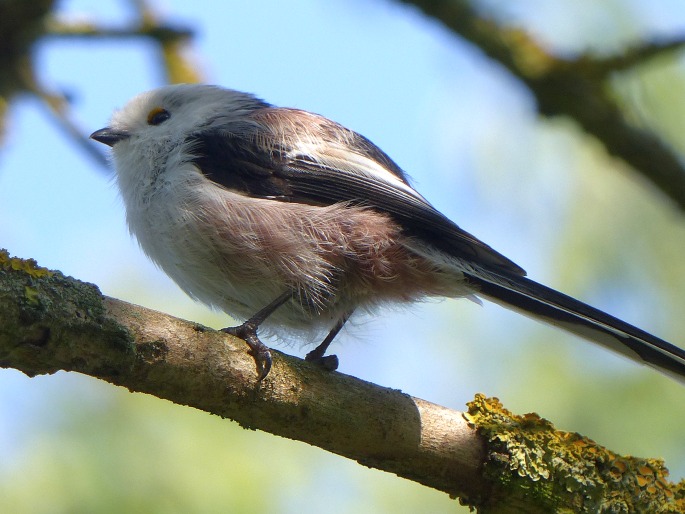 Aegithalos caudatus, mlynařík dlouhoocasý