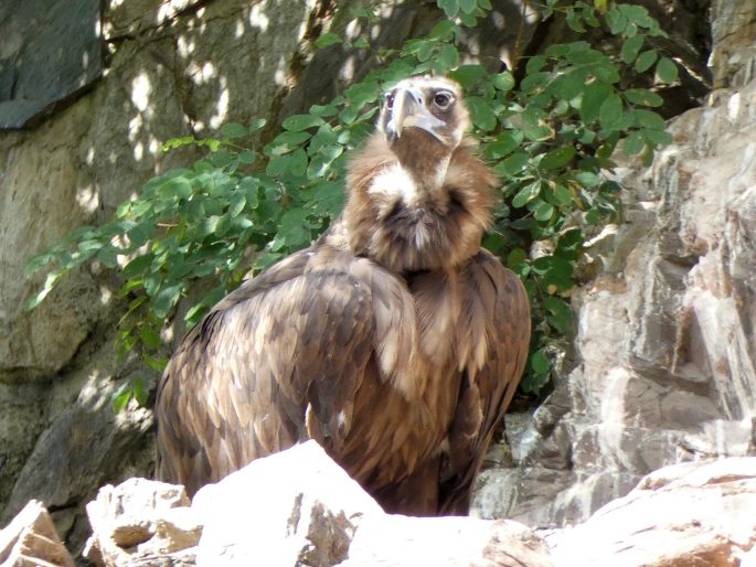Aegypius monachus, sup hnědý