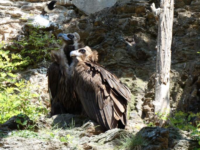 Aegypius monachus, sup hnědý