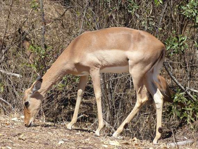 Aepyceros melampus (Lichtenstein, 1812); impala jihoafrická