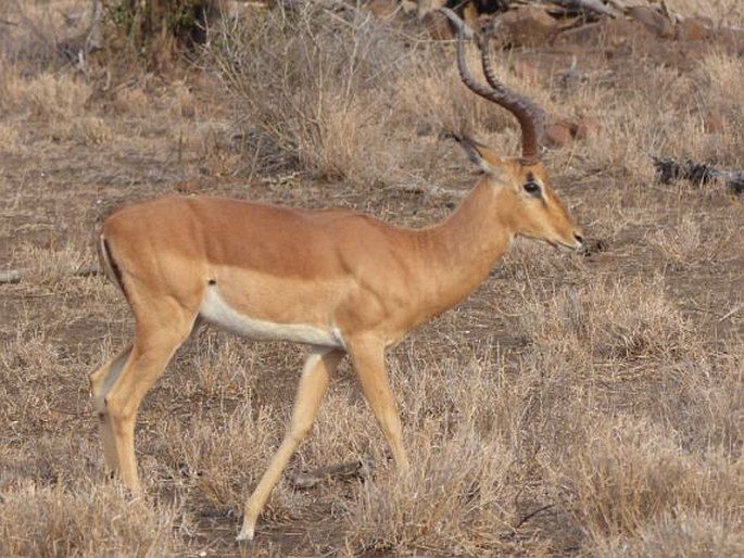 Aepyceros melampus (Lichtenstein, 1812); impala jihoafrická