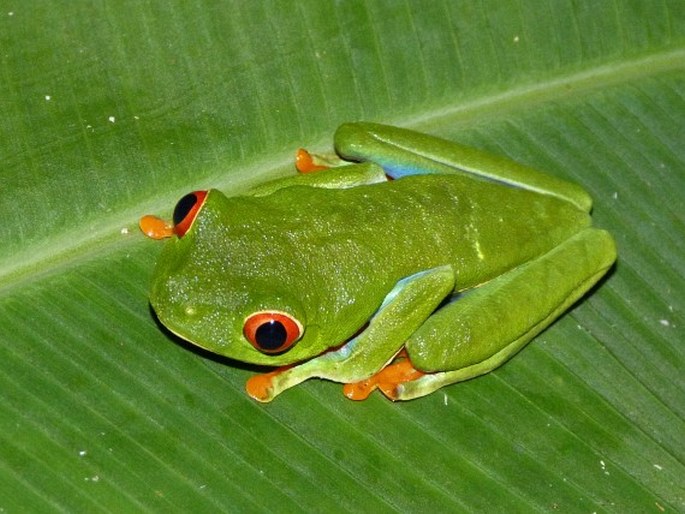 Agalychnis callidryas