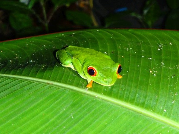 Agalychnis callidryas