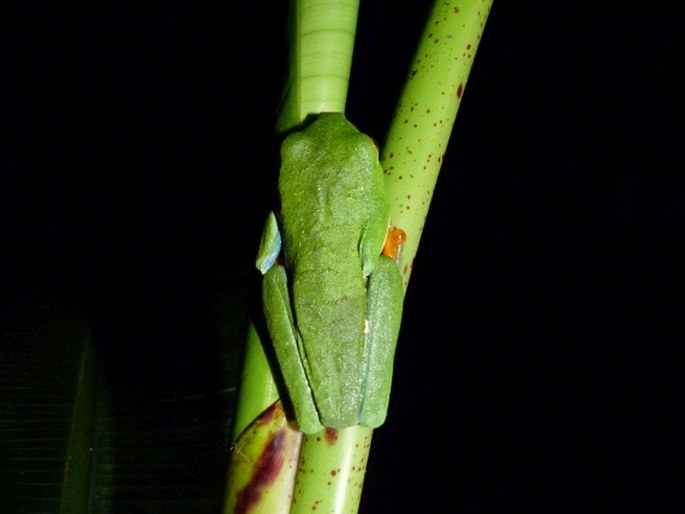 Agalychnis callidryas