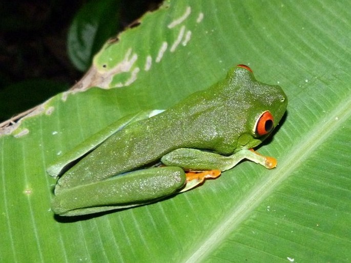 Agalychnis callidryas