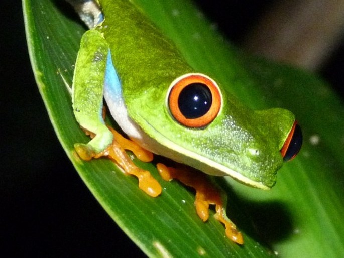 Agalychnis callidryas