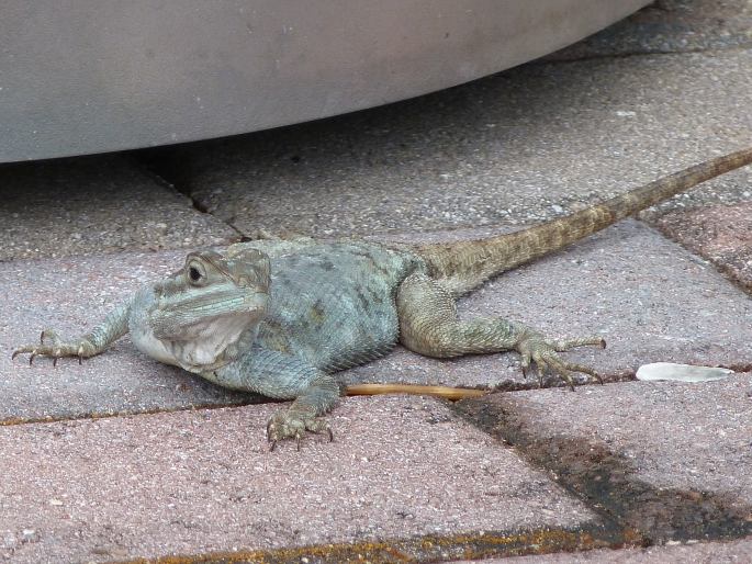 Agama picticauda, agama