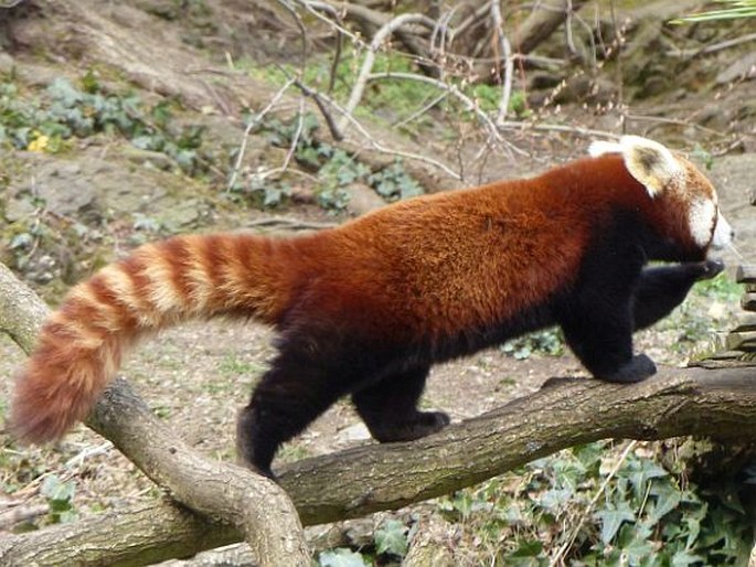 Ailurus fulgens, panda červená