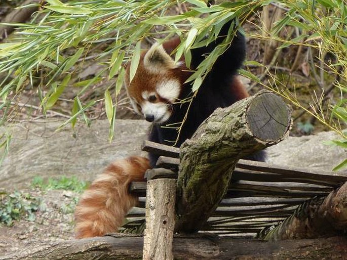 Ailurus fulgens, panda červená