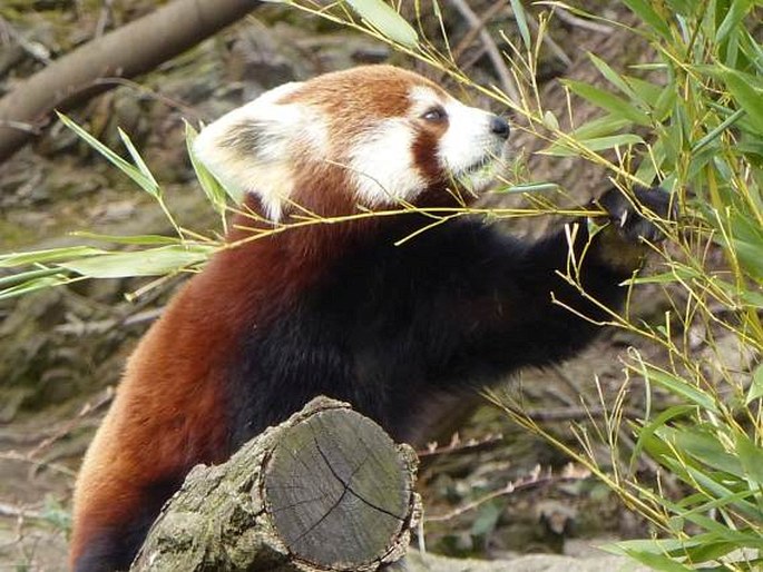 Ailurus fulgens, panda červená