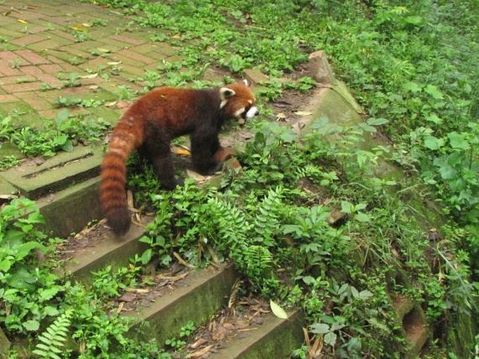 Ailurus fulgens, panda červená