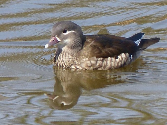 Aix galericulata, kachnička mandarinská